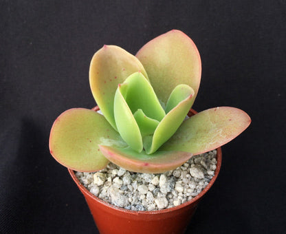 Echeveria pallida