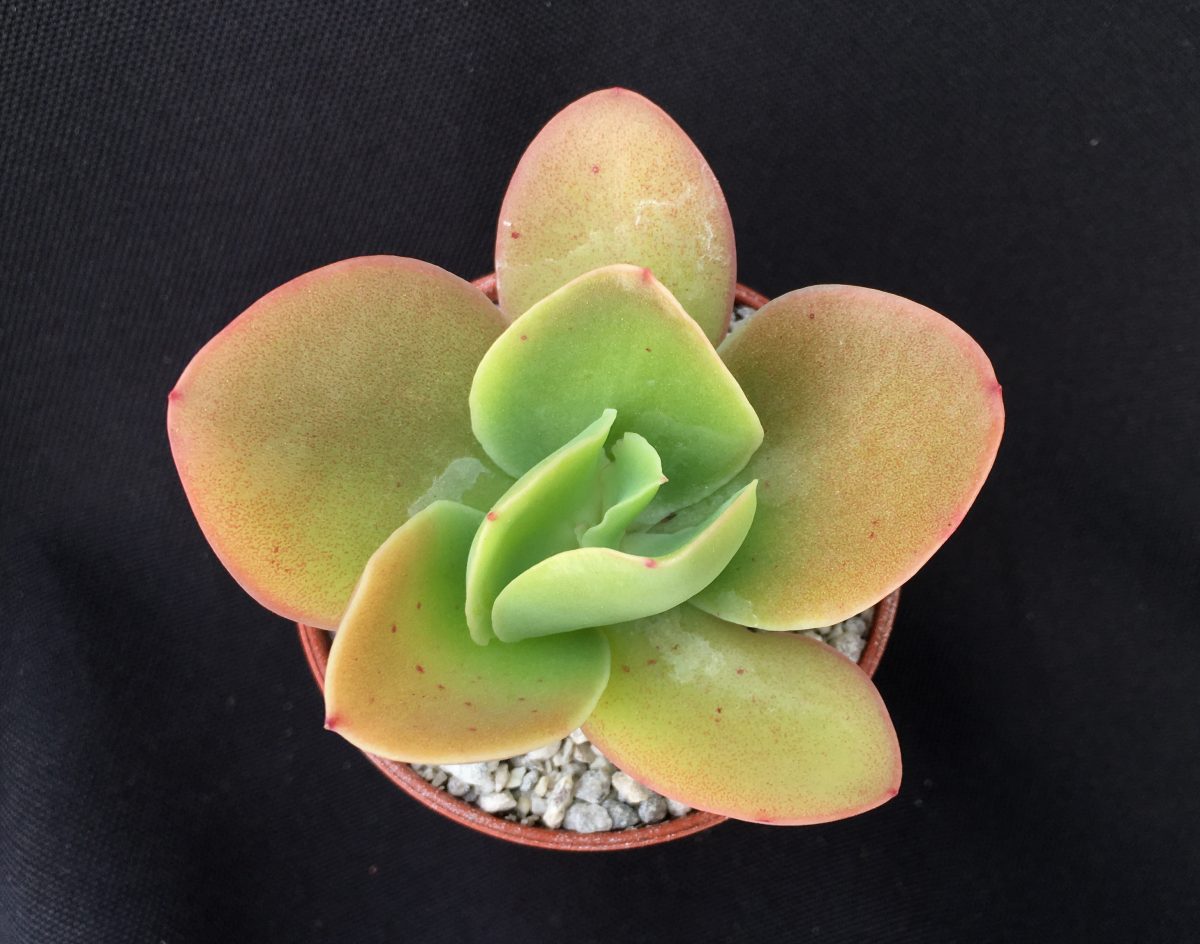 Echeveria pallida