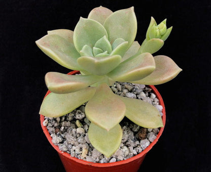 Graptopetalum paraguayense