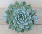 Echeveria 'Passion'