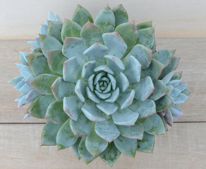 Echeveria 'Passion'