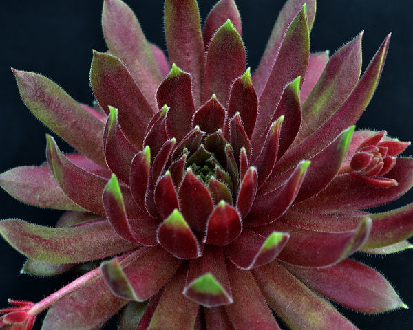 Sempervivum 'Passionata'