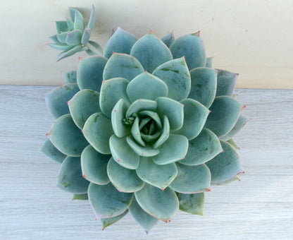 Echeveria 'Pastel Perfection'