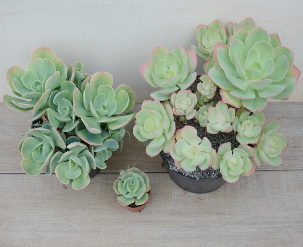 peach pride succulent Echeveria 'Peach Pride' – Surreal Succulents