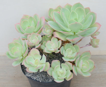 Echeveria 'Peach Pride'