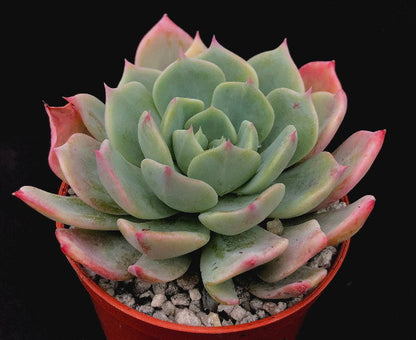 Echeveria peacockii