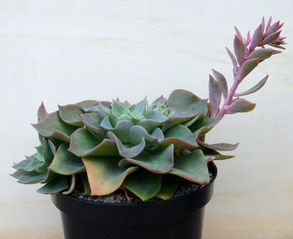 Echeveria perbella