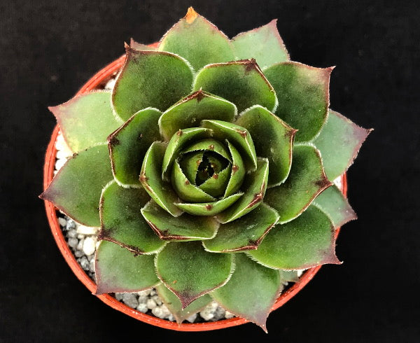 Sempervivum 'Perfect'