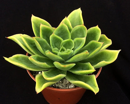 Echeveria pertela