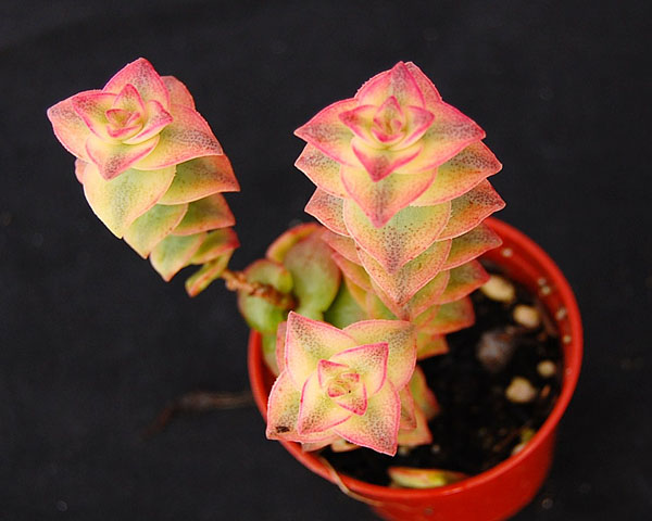 Crassula perforata variegata