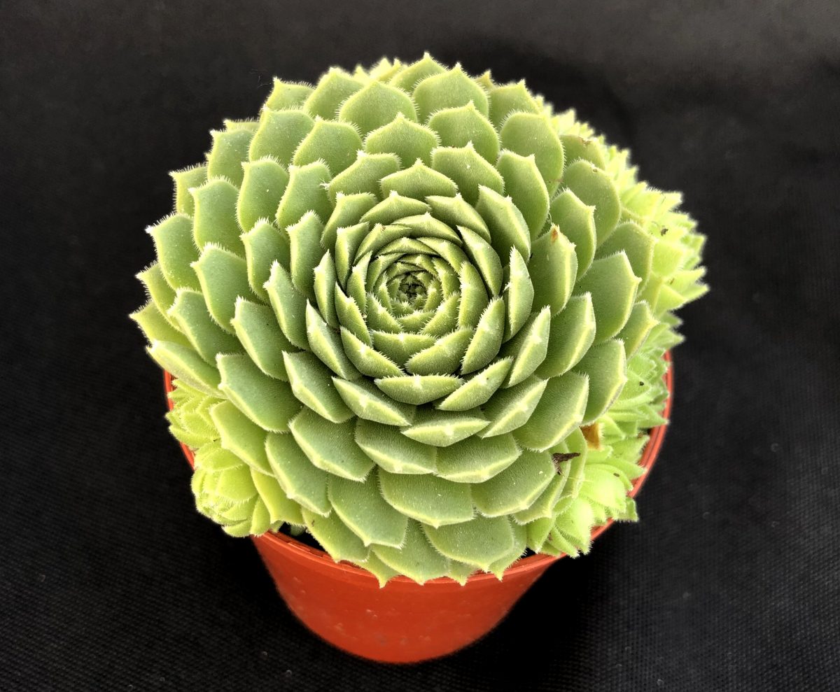 Sempervivum 'Petsy'