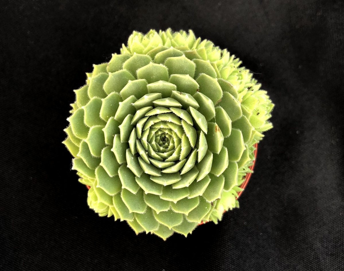 Sempervivum 'Petsy'