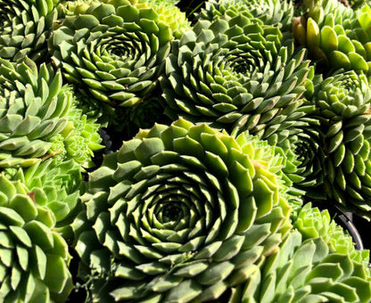 Sempervivum 'Petsy'