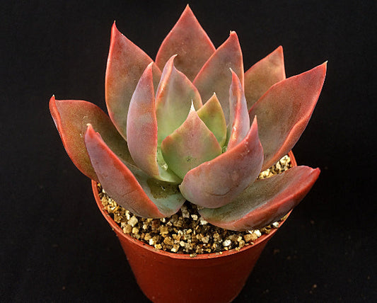 Echeveria 'Phyllis Collis'