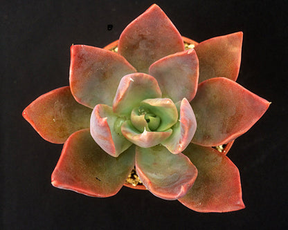 Echeveria 'Phyllis Collis'