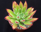 Echeveria pilosa