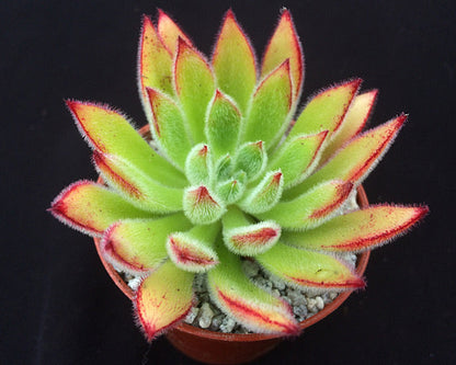 Echeveria pilosa