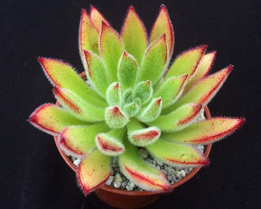 Echeveria pilosa