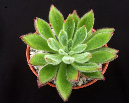 Echeveria pilosa