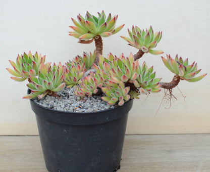 Echeveria pilosa