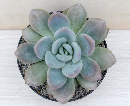 x Pachyveria 'Pinko'