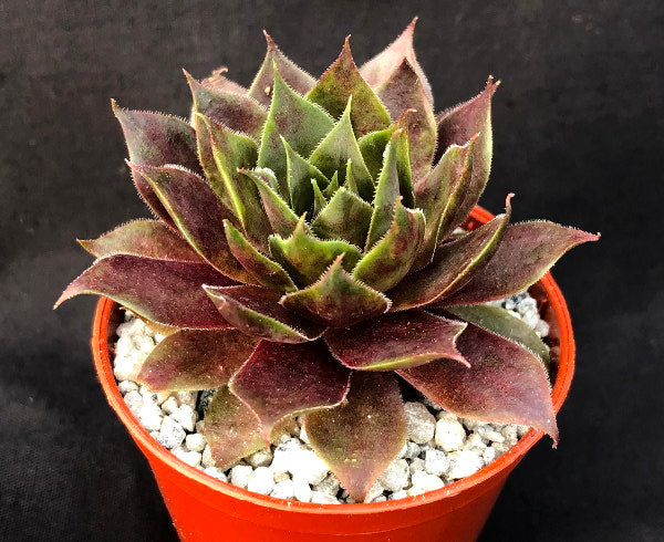 Sempervivum 'Pip'