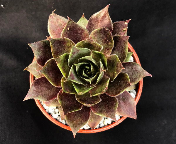 Sempervivum 'Pip'