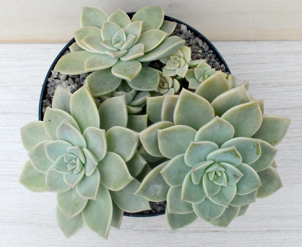 x Graptoveria 'Pistachio'