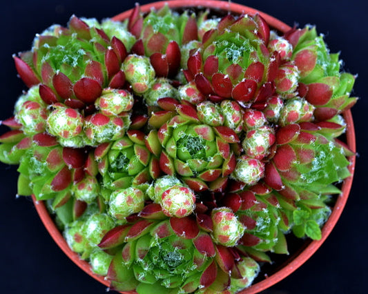 Sempervivum 'Pixie'