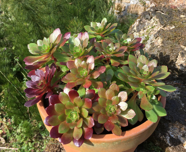 Aeonium 'Plum Thumb'