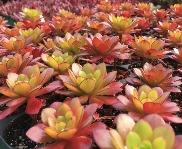 Aeonium 'Plum Thumb'