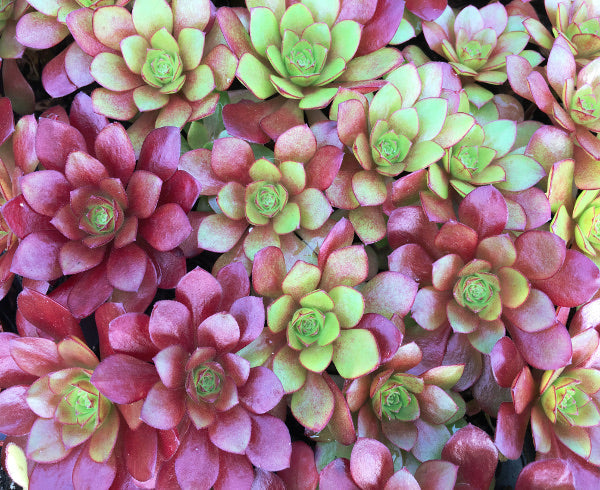 Aeonium 'Plum Thumb'