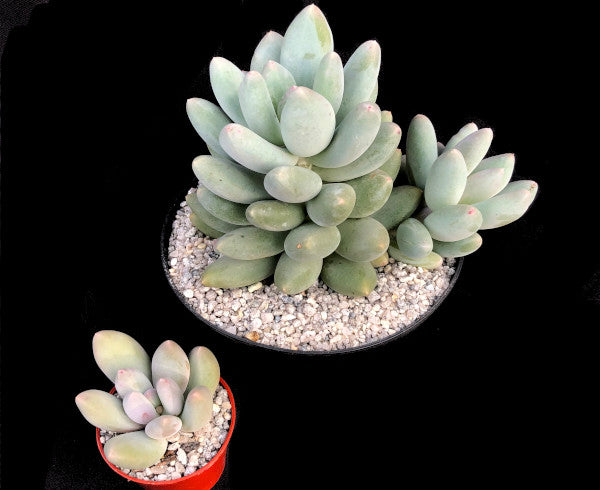 Pachyphytum 'Twilight'