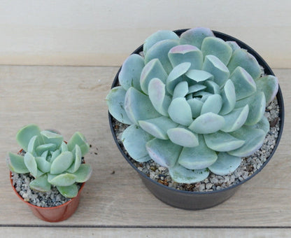 Echeveria potosina