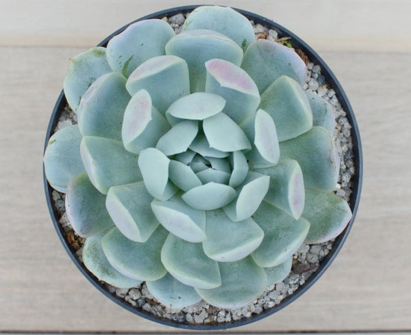 Echeveria potosina