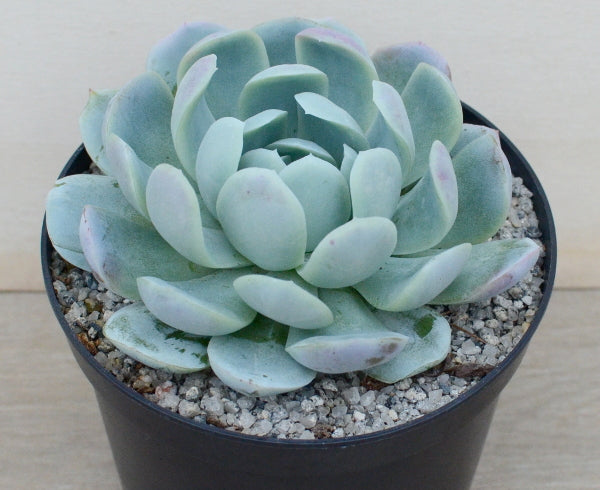 Echeveria potosina