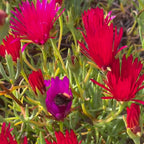 Delosperma | Ice Plant