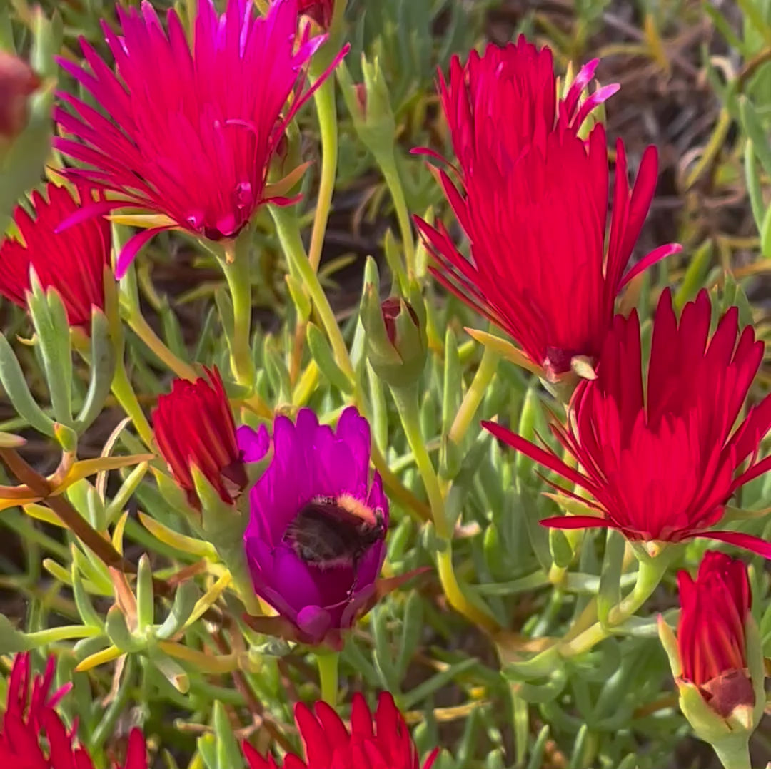 Delosperma | Ice Plant