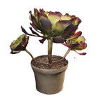 Aeonium 'Pomegranate'