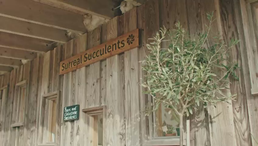 Geometric Terrarium Succulent Grow Kit