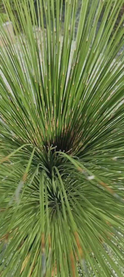 Dasylirion longissimum (Mexican Grass Tree)