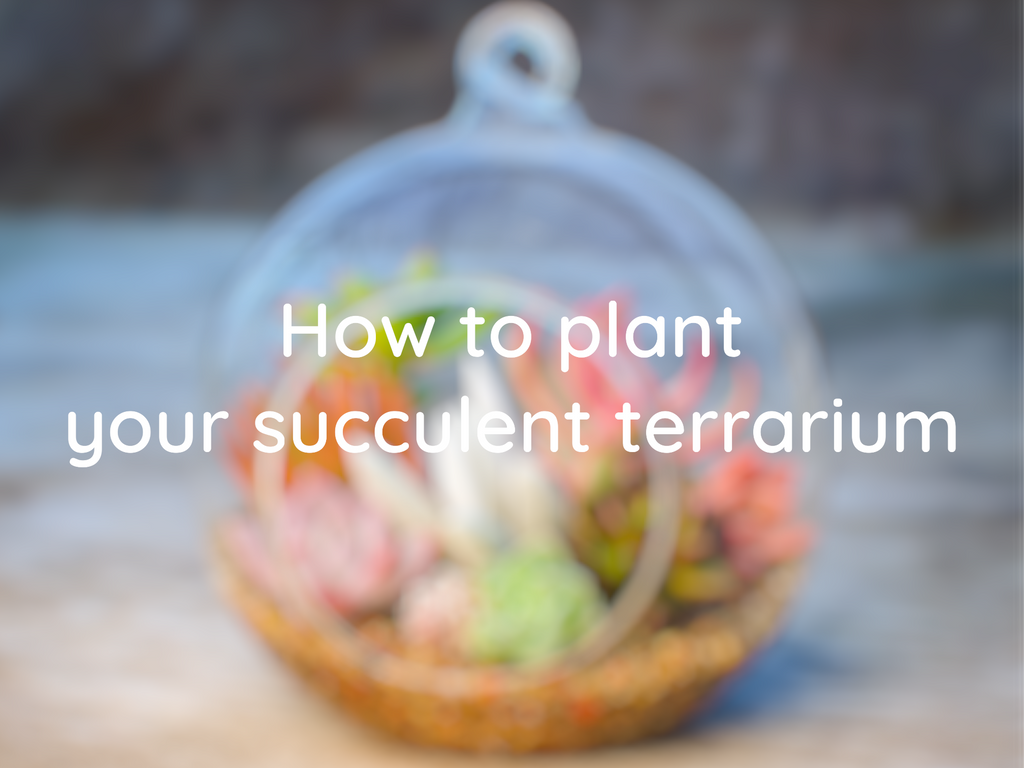 Globe Terrarium Succulent Grow Kit