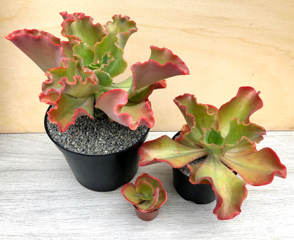 Echeveria 'Princess Lace'