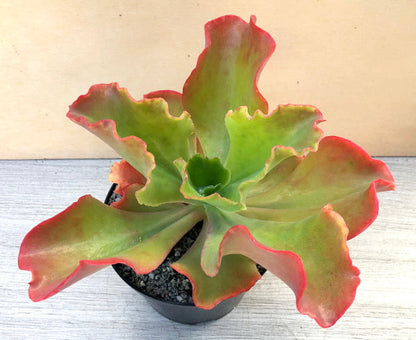 Echeveria 'Princess Lace'