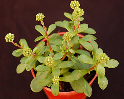 Crassula pubescens ssp. radicans