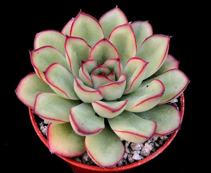 Echeveria pulidonis