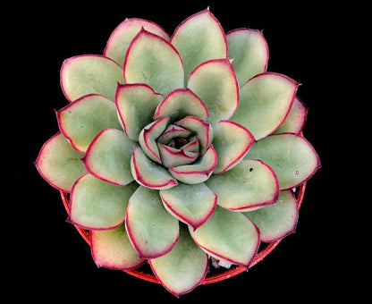 Echeveria pulidonis