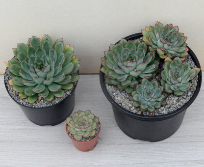 Echeveria pulidonis