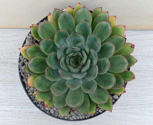 Echeveria pulidonis