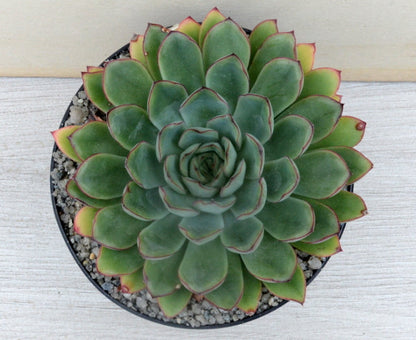 Echeveria pulidonis